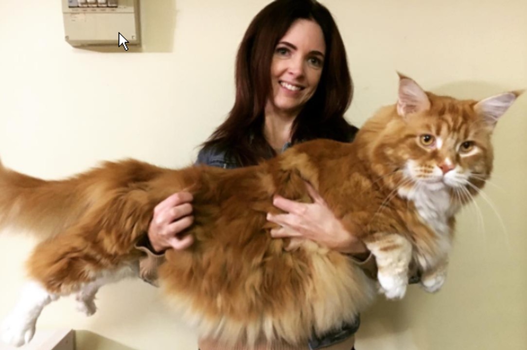 Découvrez Omar, le plus grand chat du monde d'1m20