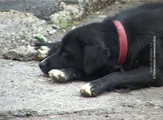 Još uvek nema rešenja problema trovanja pasa, 18. maj 2017 (RTV Bor)