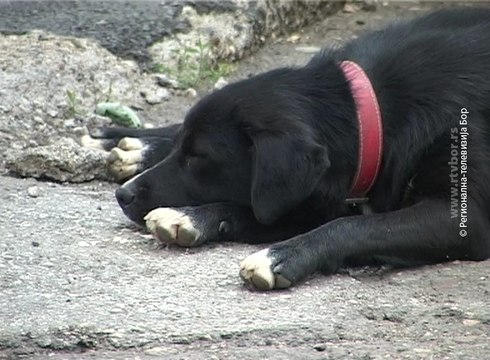 Još uvek nema rešenja problema trovanja pasa, 18. maj 2017 (RTV Bor)