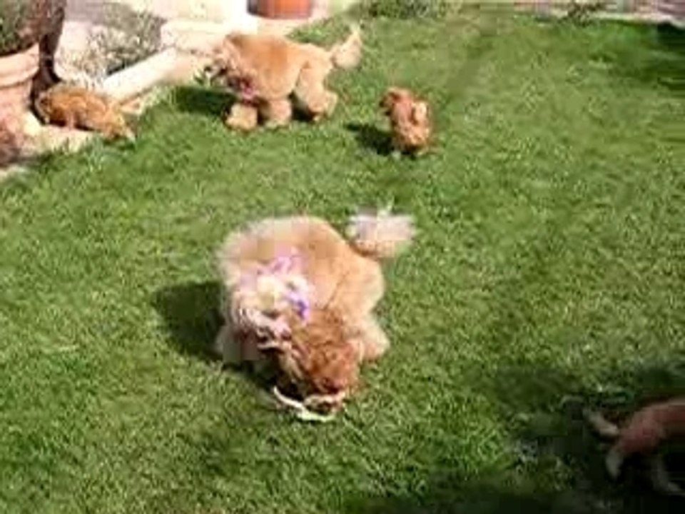 Chiots jouent en famille 007