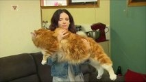 Potentially the World's Longest Cat Eats Kangaroo Meat