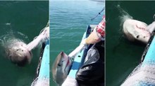 Pescador corajoso disputa rede de pesca com tubarão