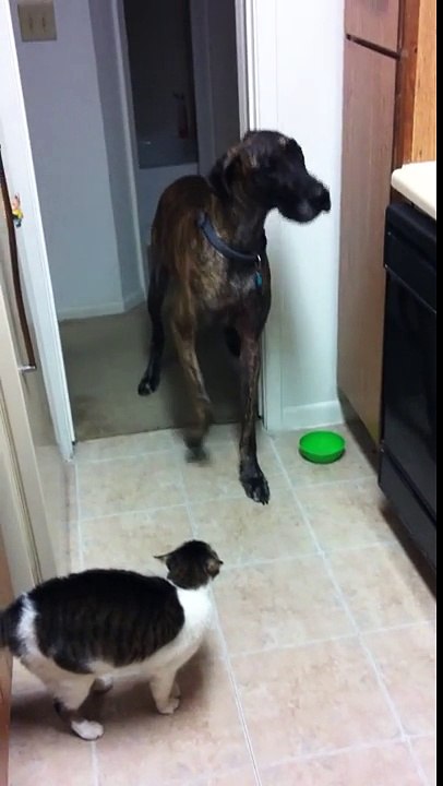 Confira a reação hilária do cão quando ele tenta passar pelo gato...Agora eu não consigo parar de rir!