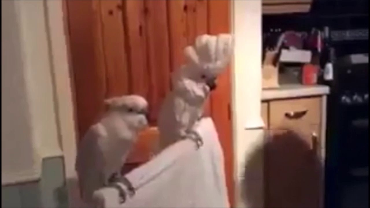 Ce perroquet se prend pour Elvis avec sa banane