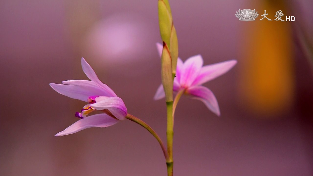 The Rise and Fall of Taiwan Orchid (Discover 401)