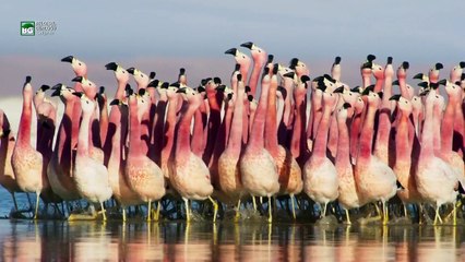 Flamingoların Geçit Töreni