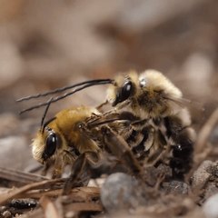 Macro Photography Shows Long-Horned Bee Mating Behavior