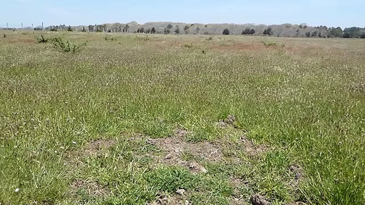 windingrass