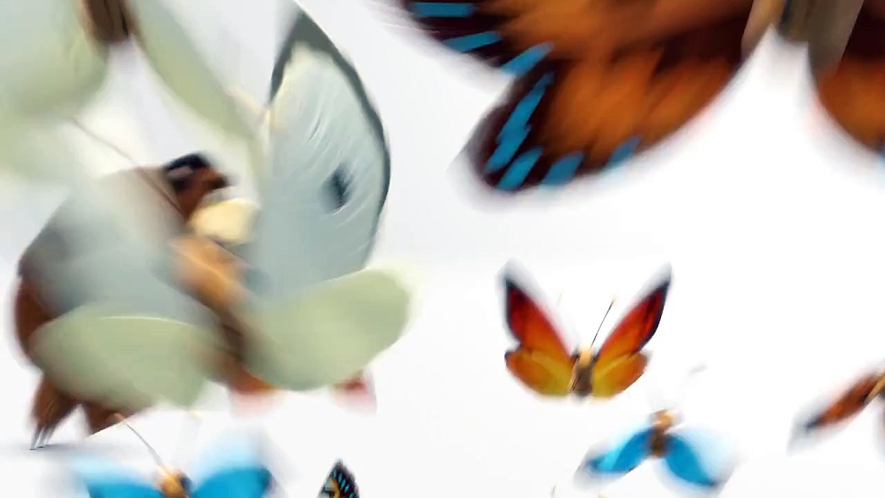 Mascha und der Bär - Folge 10