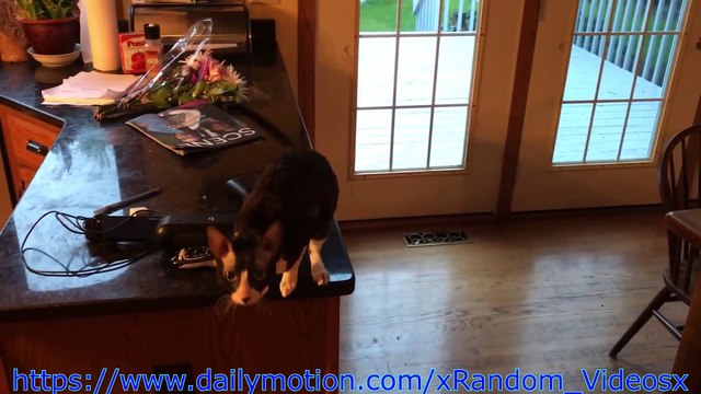 Maggots Found In KFC Chicken