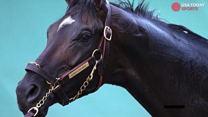 Always Dreaming chases immortality at Preakness