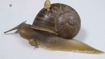 A Snail Love Triangle Leaves One Still Searching For Love