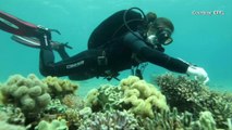 One Coral Reef May Hold the Key to Fighting Global Warming