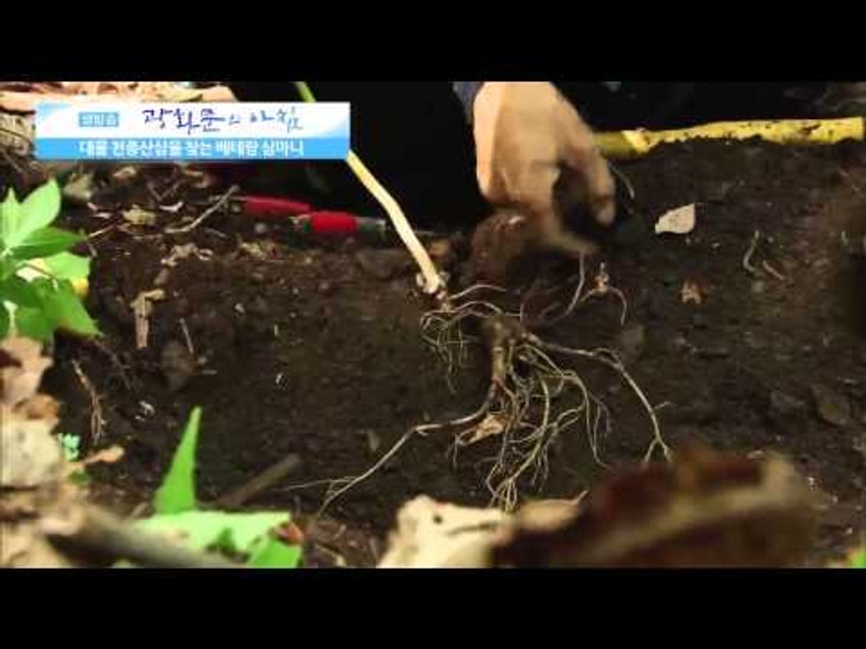 천종산삼을 찾는 베테랑 심마니  [광화문의 아침] 46회 20150810