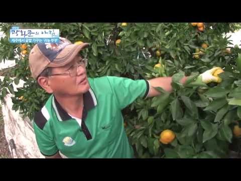 제주 귤밭가꾸는 귀농부부 [광화문의 아침] 45회 20150807