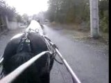Pilou attelé route