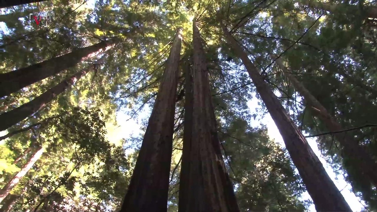 Seriously, Trees Are Moving West At A Really Fast Pace