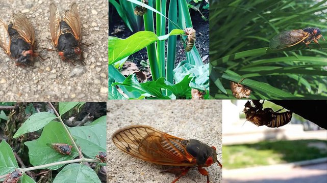 Hear that buzz? Cicadas emerge in D.C. region earlier than expected