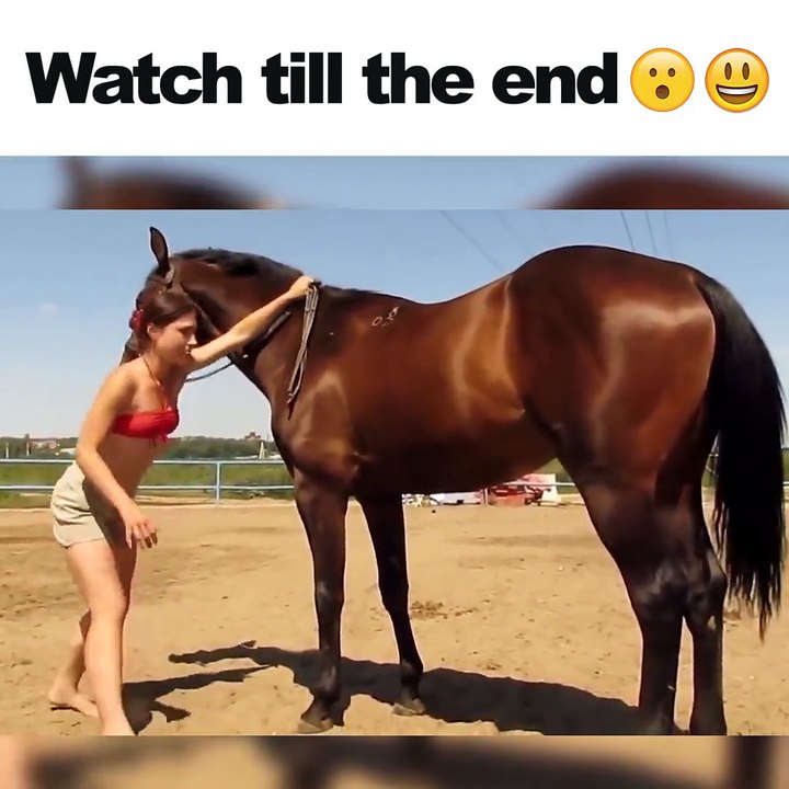 Spectacular casts the horse does