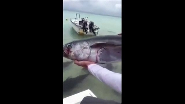 Feeding Flesh Eating -Giant Trevally Fish