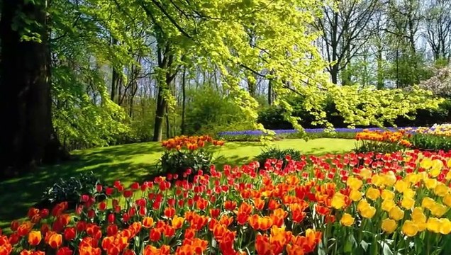 X Patty tanti auguri di buon compleanno da parte di mamma è babbo