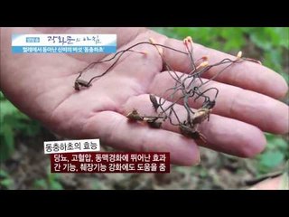 벌레에서 돋아난 신비의 버섯 '동충하초'   [광화문의 아침] 42회 20150804