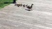 These adorable ducklings doing bombs into a pond is quite possibly the best thing we've seen all day!