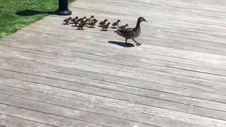 These adorable ducklings doing bombs into a pond is quite possibly the best thing we've seen all day!