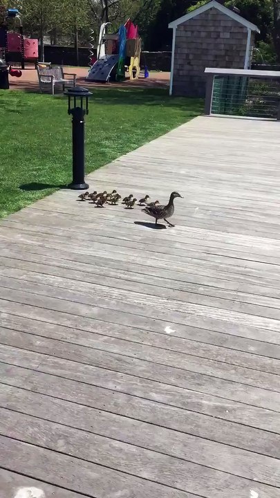 These adorable ducklings doing bombs into a pond is quite possibly the best thing we've seen all day!