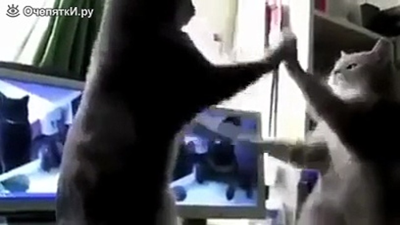 Cat counting in German watching a funny video