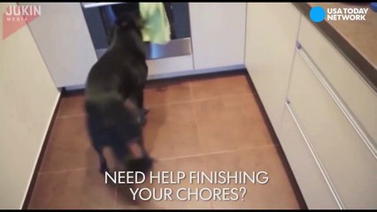 This dog loves to help with chores-iOYzNfTCySw