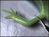 Newts Can Regenerate Limbs After Amputation