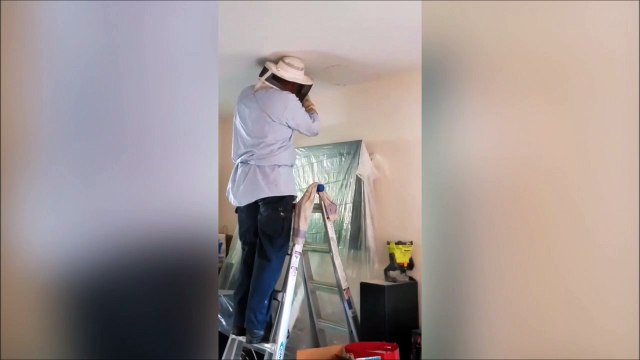 Quand tu as une ruche dans le faux-plafond! Miel gratos pour tout le monde