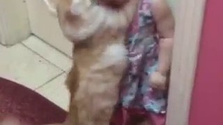 Cats and babies cuddling – Cute cat and baby compilation 2017