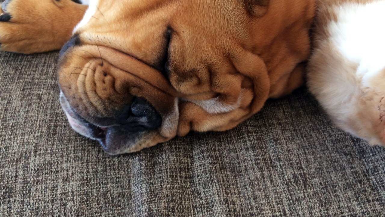 Mister Igor Tan'rei Bulls et Simba font la sieste