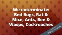Pest Removal Kitchener | 911 Pest