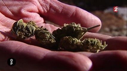 Cannabis : la moins dangereuse des drogues