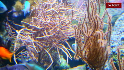 Corail coeur de vie - La nouvelle exposition de l'Aquarium de Paris