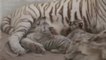 Deux bébés tigres blancs, stars du zoo de Mexico