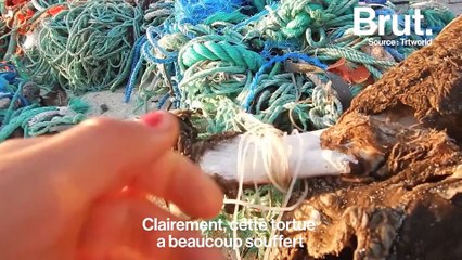 L'île d'Henderson ravagée par le plastique