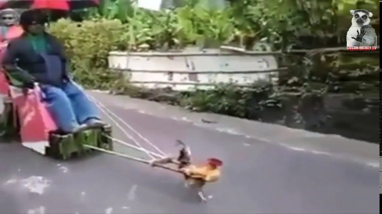 Funny Videos Compilation