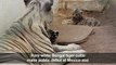 Two white tiger cubs born at Mexico zoo