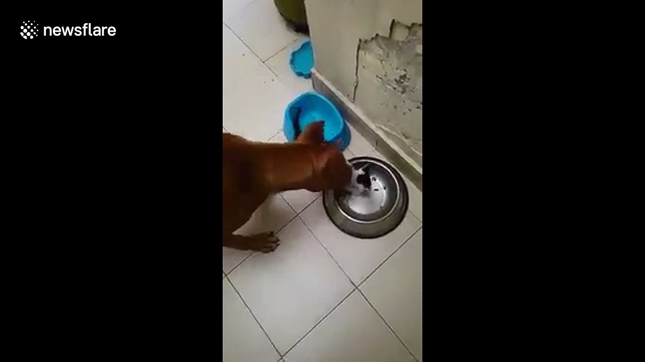 Pit bull plays with stray kitten it rescued from the street