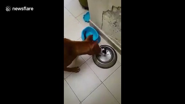 Pit bull plays with stray kitten it rescued from the street