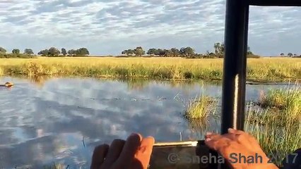 Two lions attacked by crocodile! -In Deep African Forest Full HD 2017