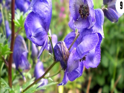 bitkiler, insanlarda ve diğer etobur şeklinde dünyanın en tuhaf bitki Çesitleri