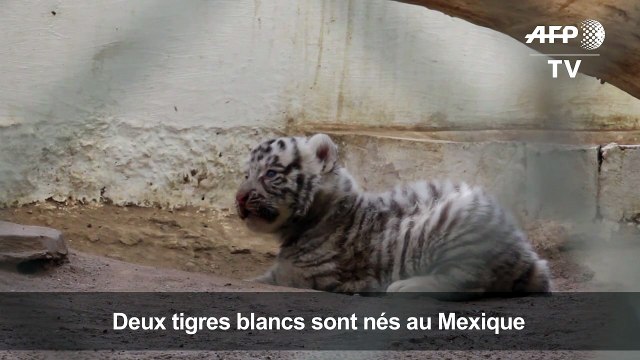 Au Mexique, naissance de deux petits tigres blancs