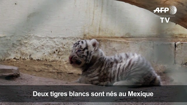 Au Mexique, naissance de deux petits tigres blancs