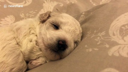 Just a two-week-old puppy sleeping