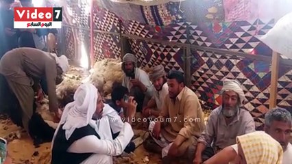 الجلامة" موسم جز صوف الأغنام فى مطروح